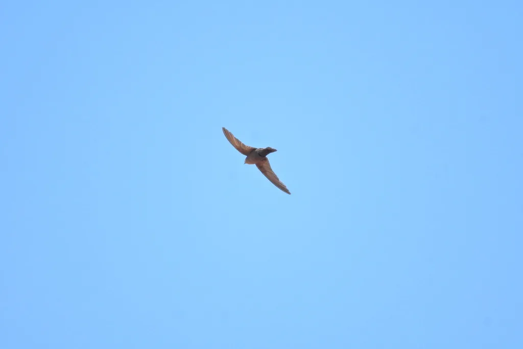 红喉岩燕(Ptyonoprogne rufigula)