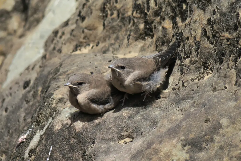 岩燕(Ptyonoprogne rupestris)
