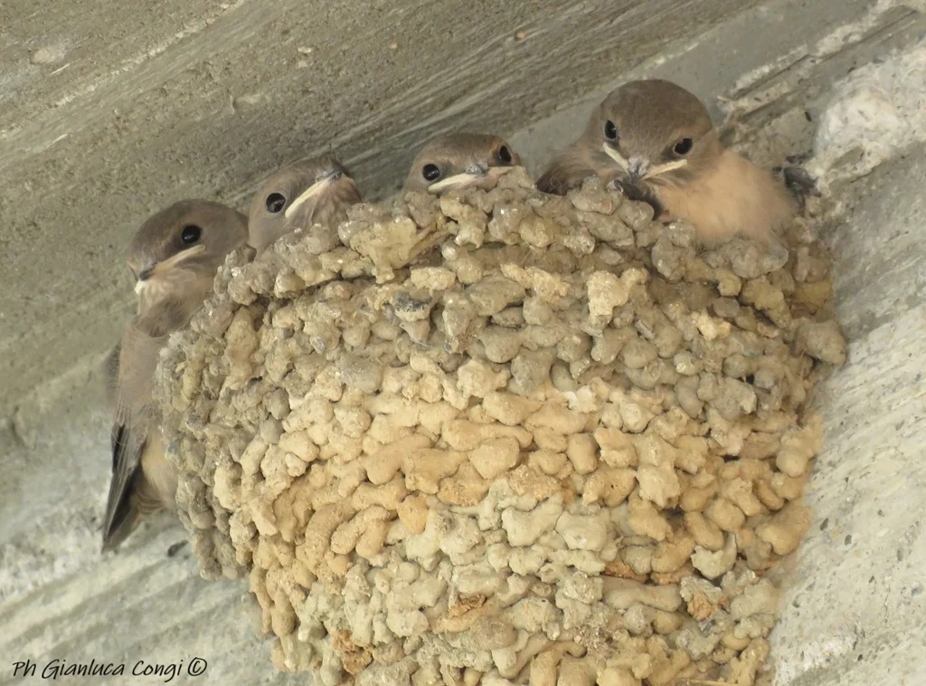 岩燕(Ptyonoprogne rupestris)