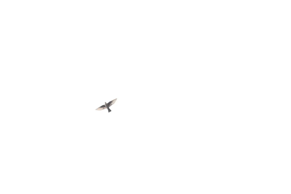 岩燕(Ptyonoprogne rupestris)