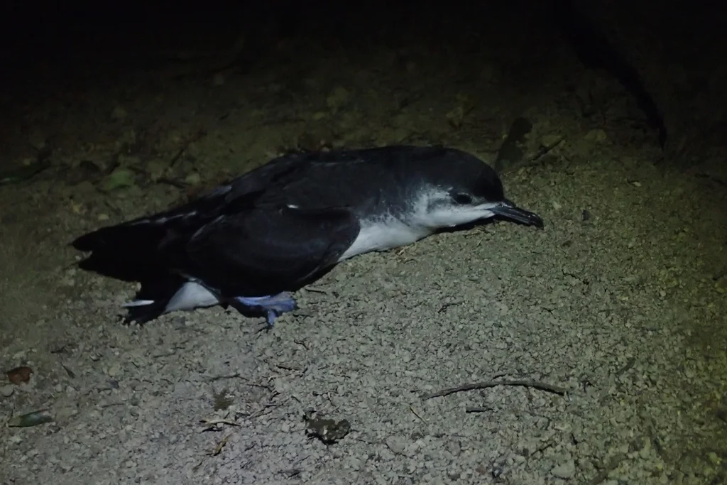 小鹱(Puffinus assimilis)