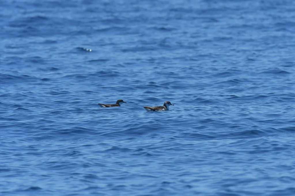 小鹱(Puffinus assimilis)