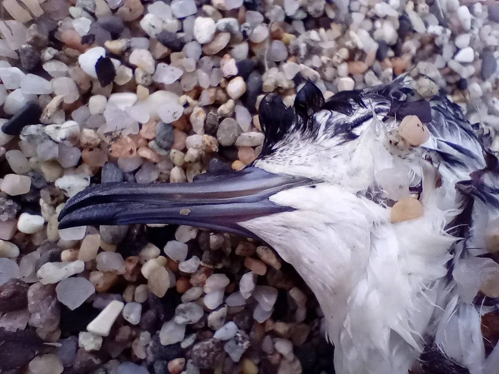 小鹱(Puffinus assimilis)