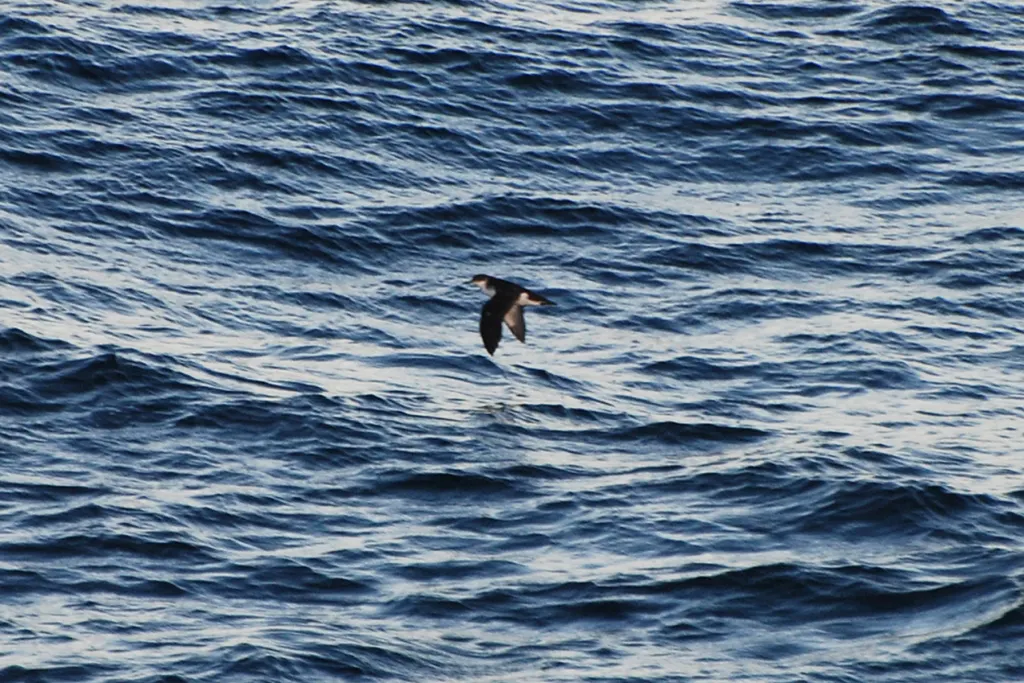 拉帕鹱(Puffinus myrtae)