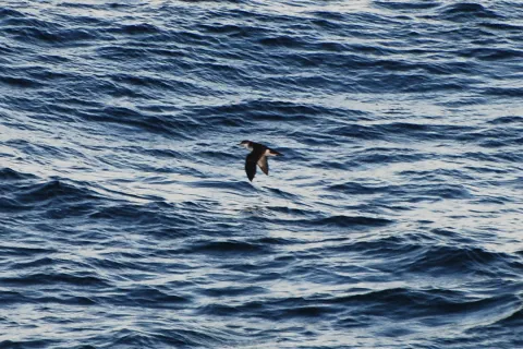 汤氏鹱