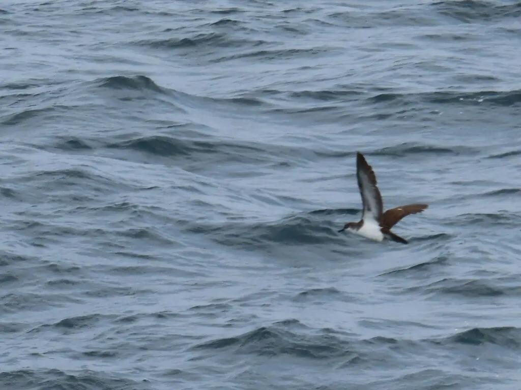 热带鹱(Puffinus bailloni)