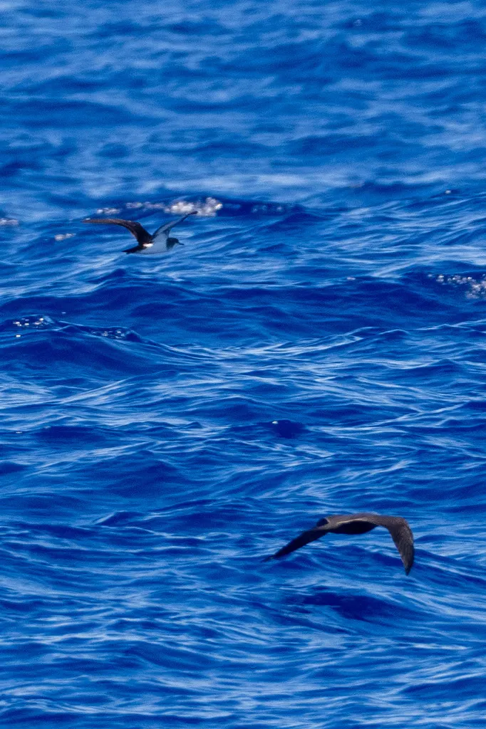 热带鹱(Puffinus bailloni)