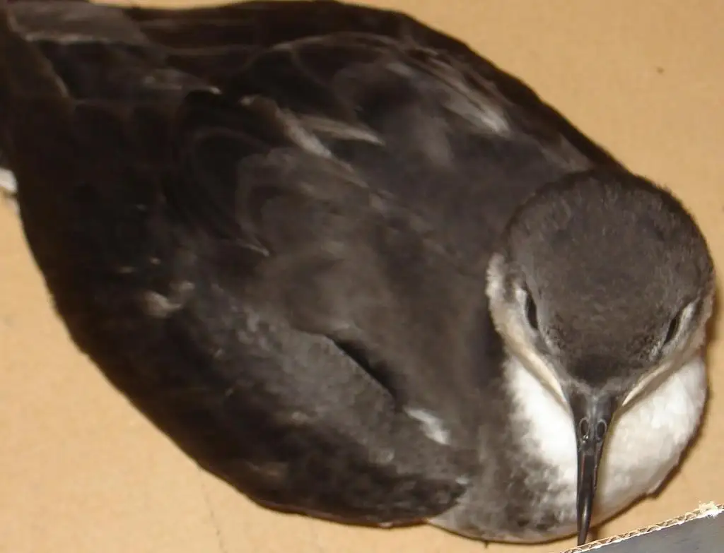 热带鹱(Puffinus bailloni)