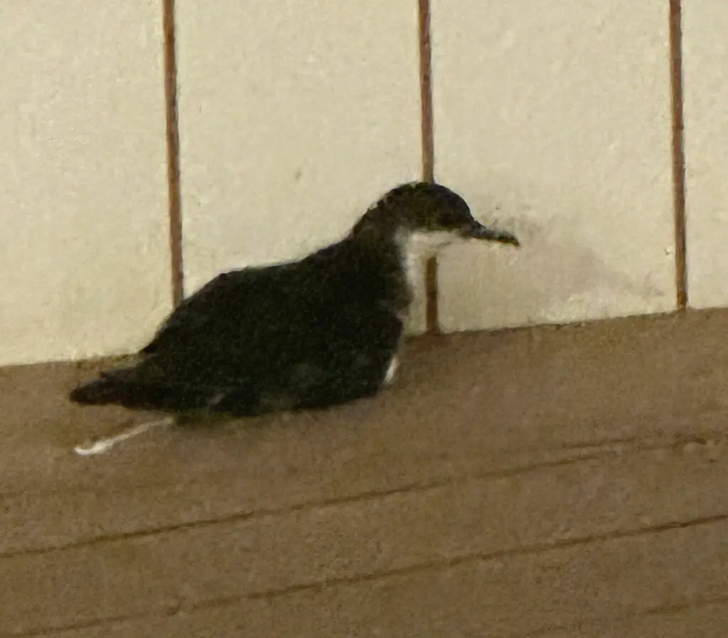 热带鹱(Puffinus bailloni)
