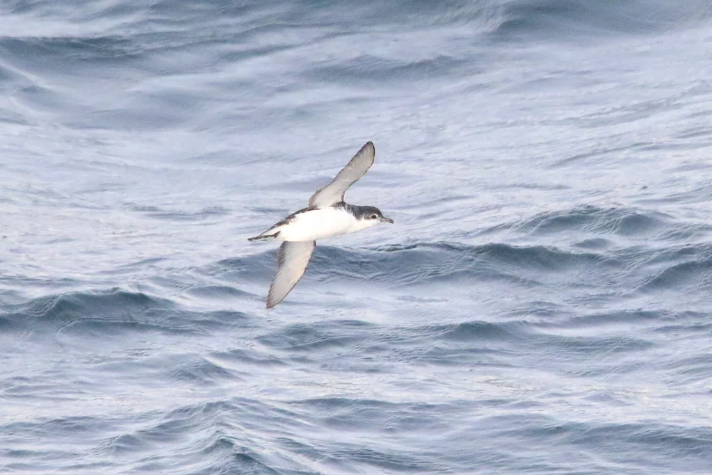 亚南极鹱(Puffinus elegans)
