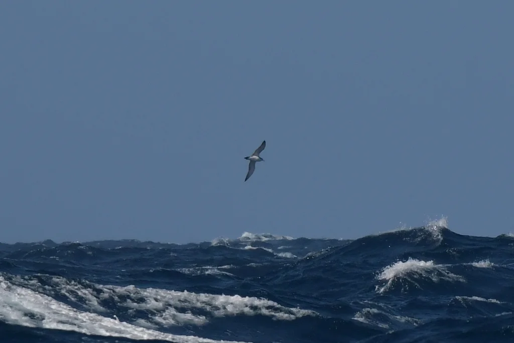 亚南极鹱(Puffinus elegans)