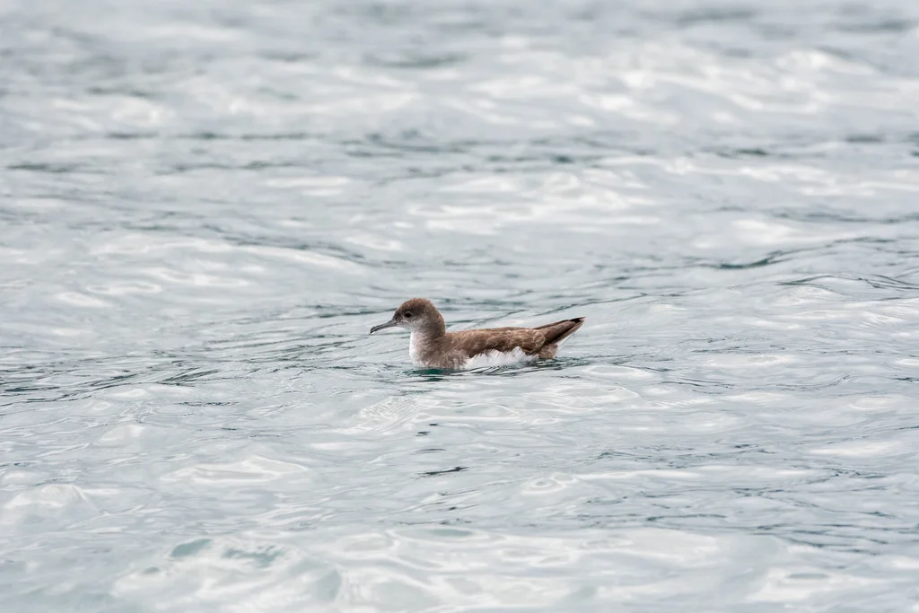 棕嘴鹱(Puffinus gavia)