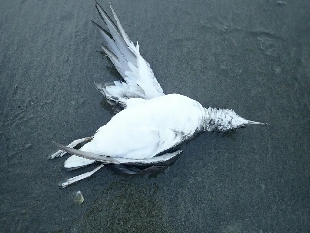 棕嘴鹱(Puffinus gavia)