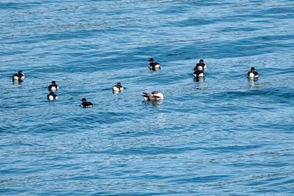 棕嘴鹱(Puffinus gavia)