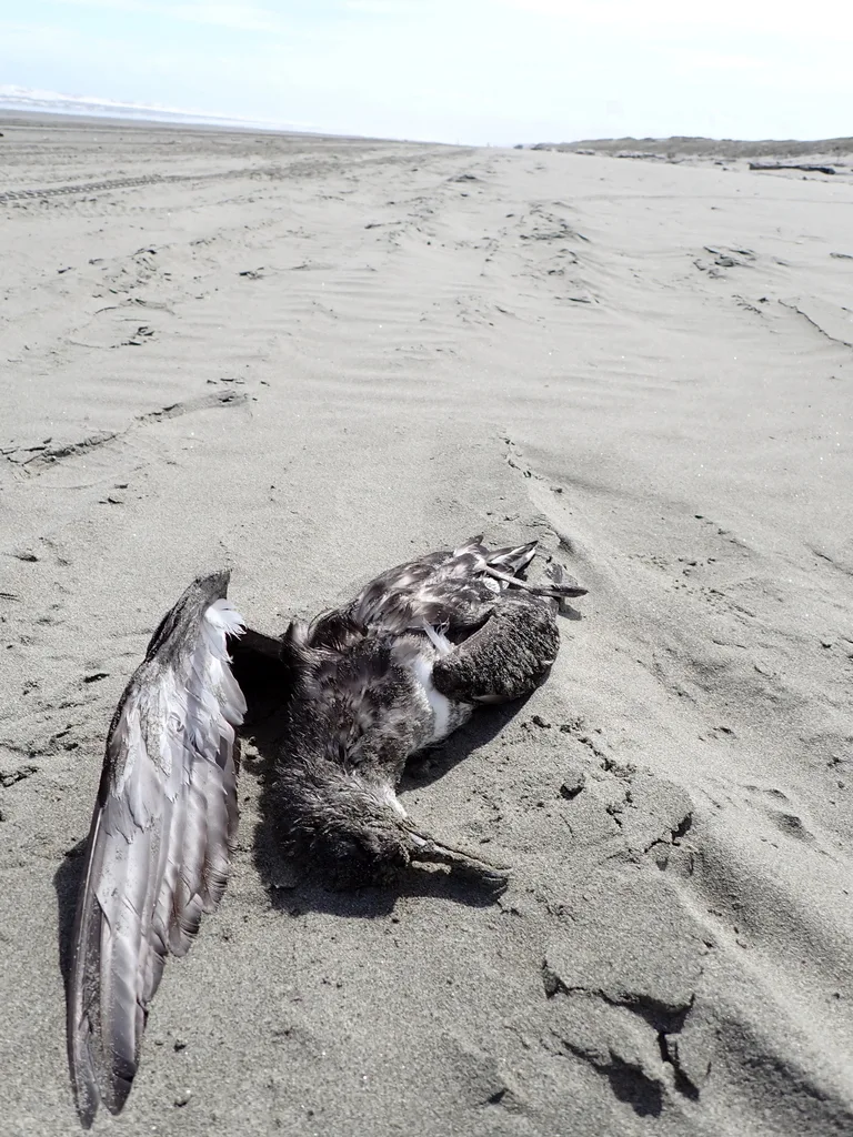 棕嘴鹱(Puffinus gavia)