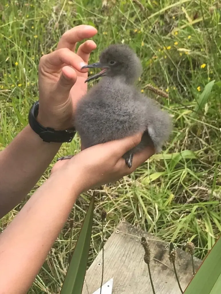 棕嘴鹱(Puffinus gavia)