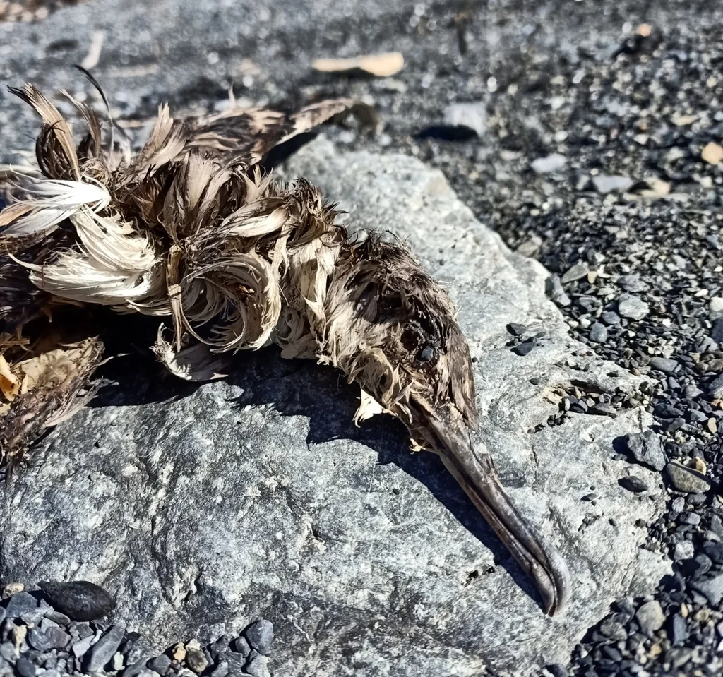 棕嘴鹱(Puffinus gavia)