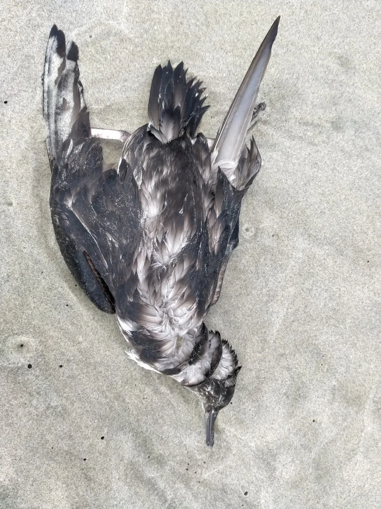 棕嘴鹱(Puffinus gavia)
