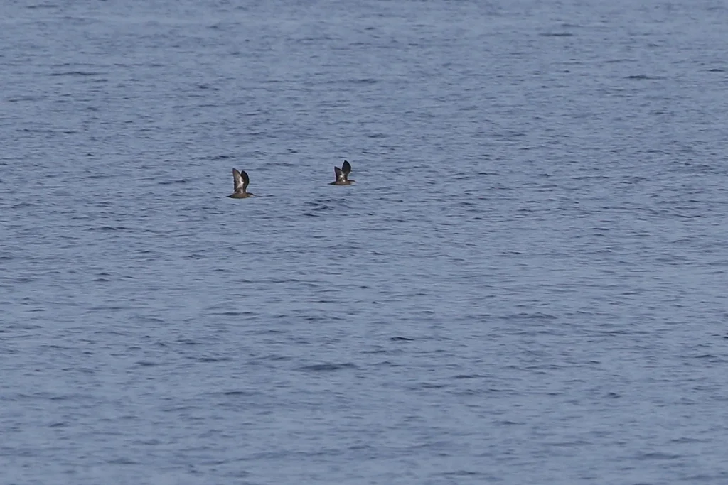 所罗门鹱(Puffinus heinrothi)