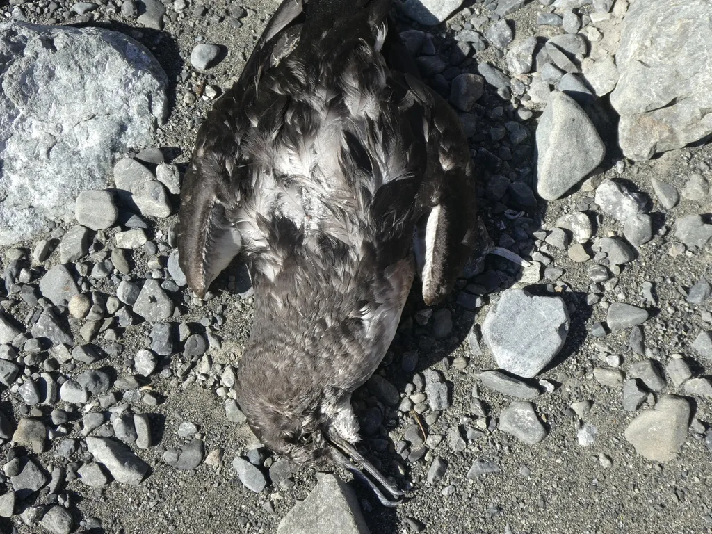 澳洲鹱(Puffinus huttoni)