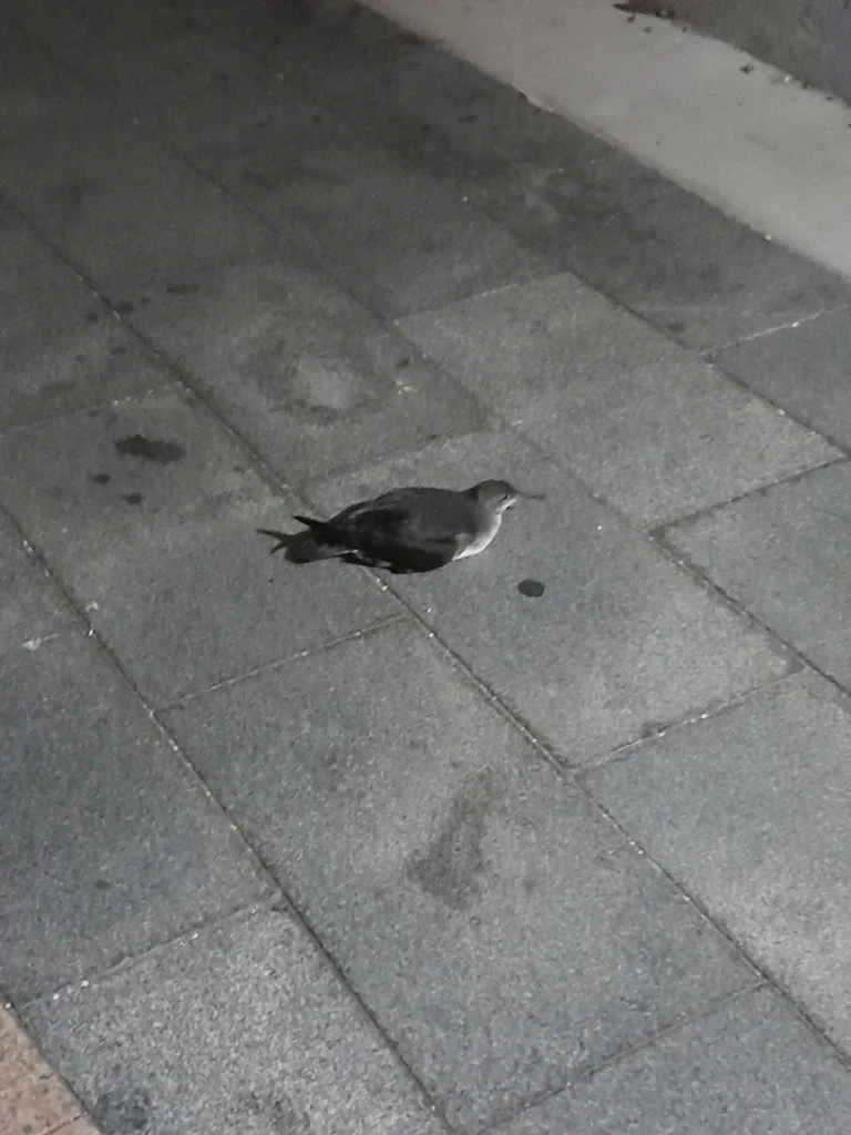 澳洲鹱(Puffinus huttoni)