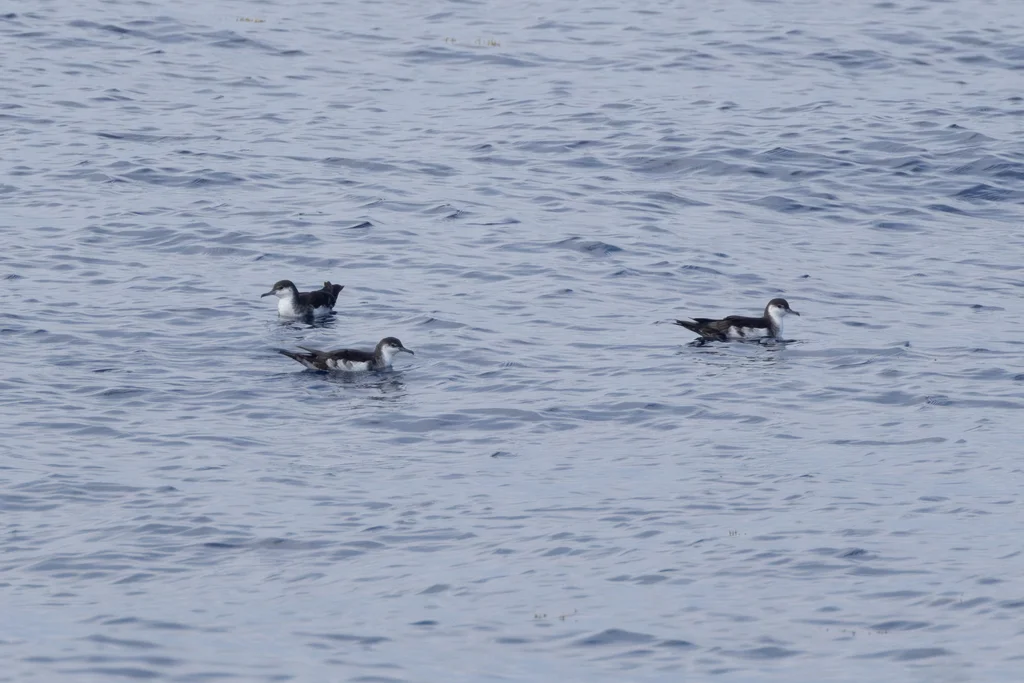 奥氏鹱(Puffinus lherminieri)