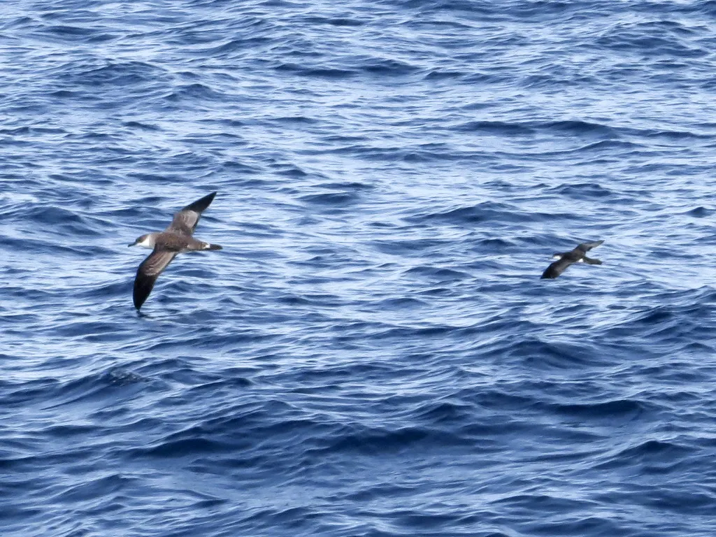 奥氏鹱(Puffinus lherminieri)