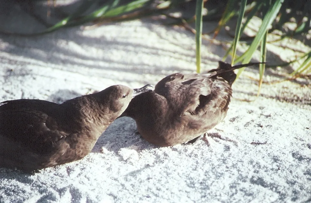 黑鹱（Puffinus nativitatis）