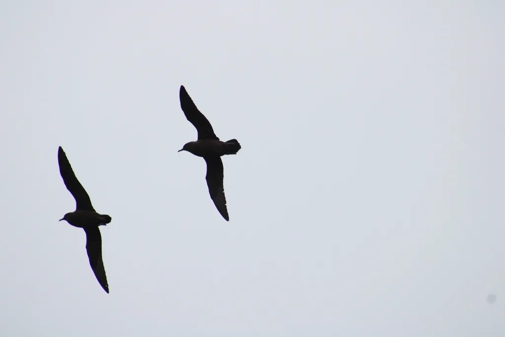 黑鹱（Puffinus nativitatis）