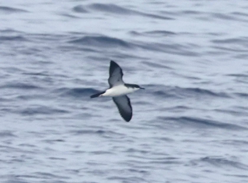 夏威夷鹱(Puffinus newelli)