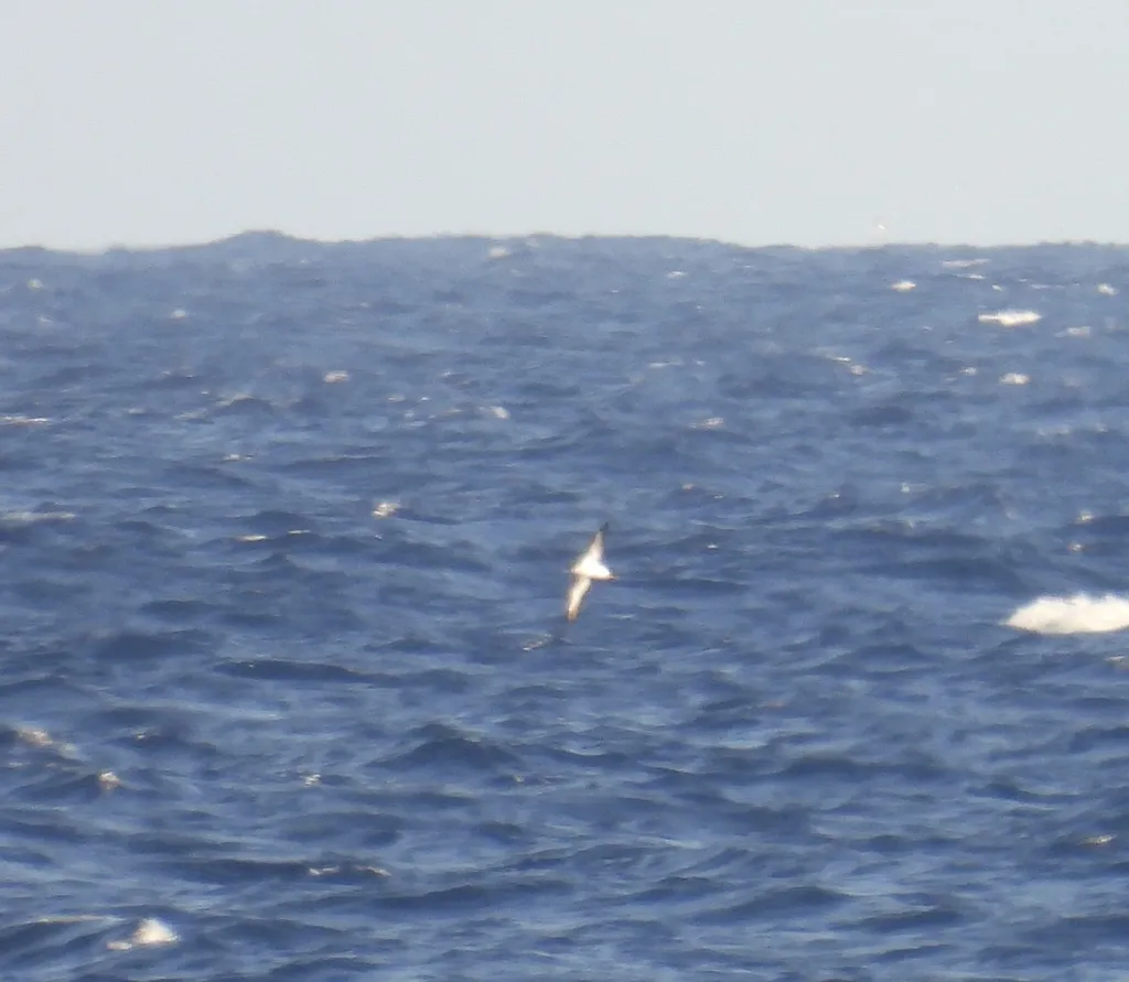 夏威夷鹱(Puffinus newelli)