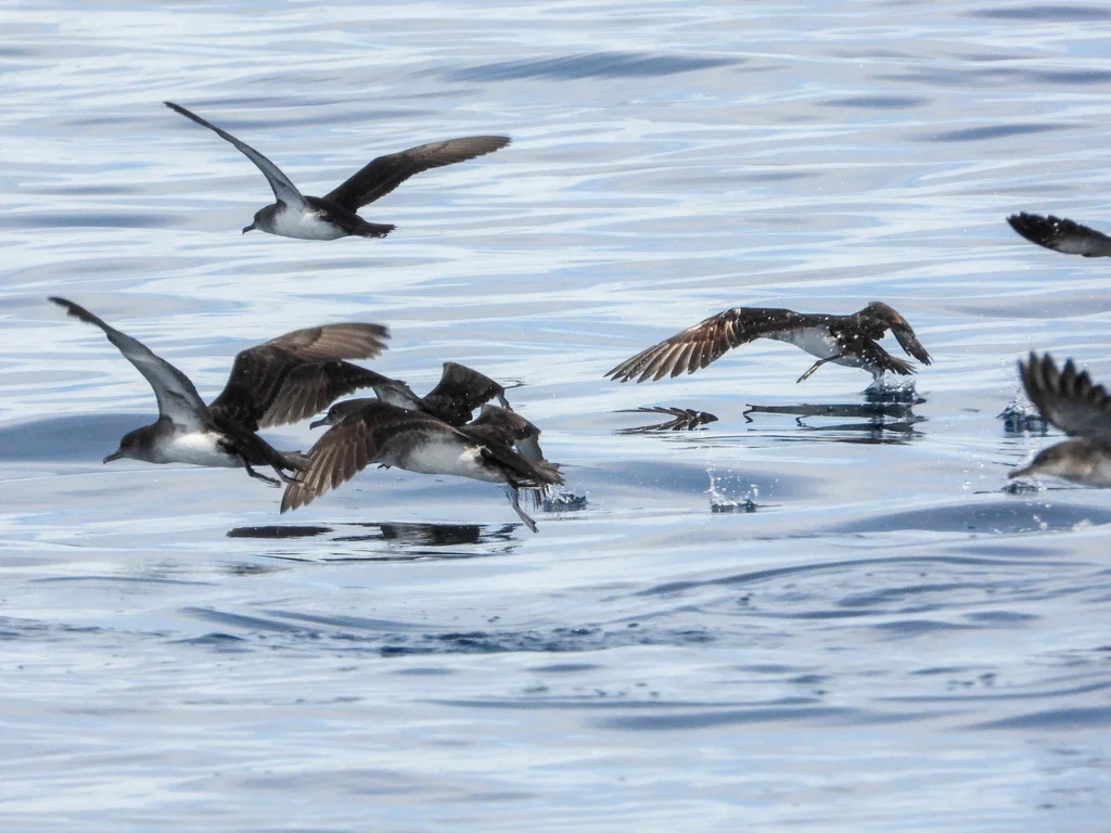 黑臀鹱(Puffinus opisthomelas)