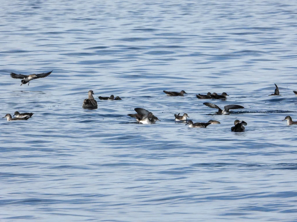 黑臀鹱(Puffinus opisthomelas)