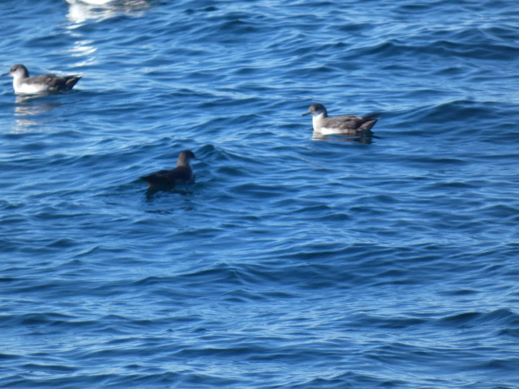 黑臀鹱(Puffinus opisthomelas)