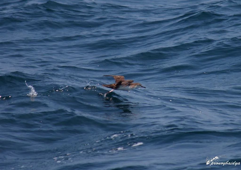 波斯鹱(Puffinus persicus)