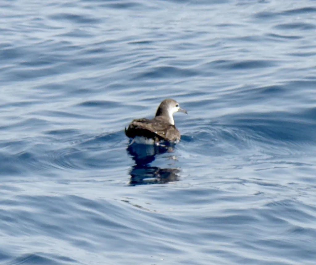 波斯鹱(Puffinus persicus)
