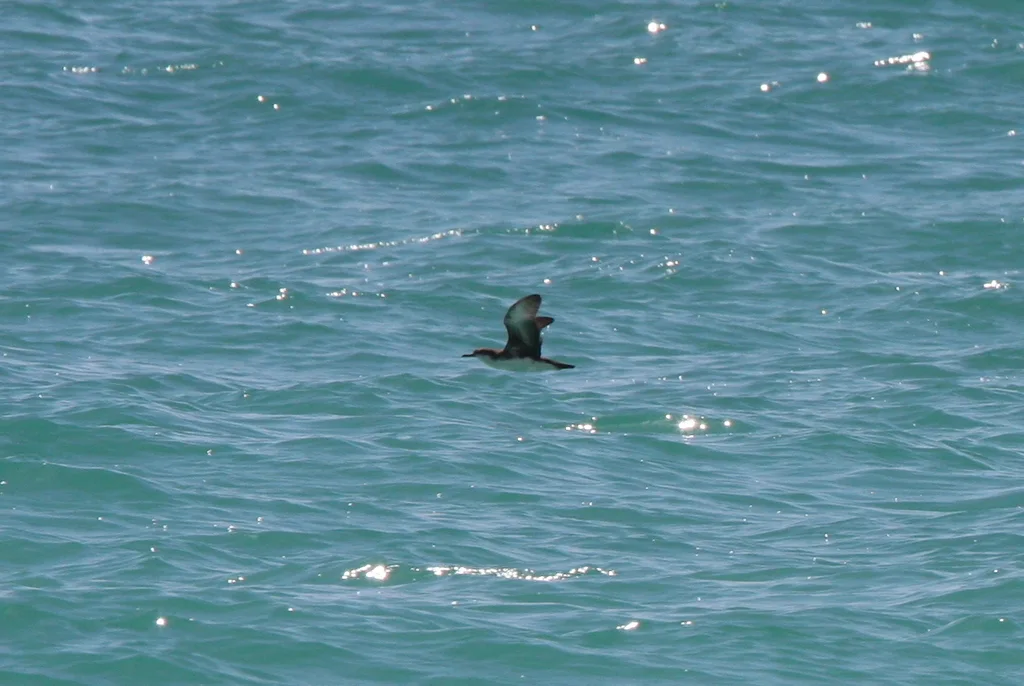 波斯鹱(Puffinus persicus)