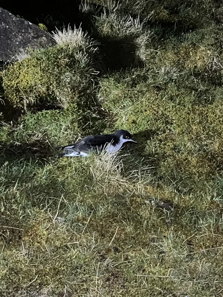 大西洋鹱(Puffinus puffinus)