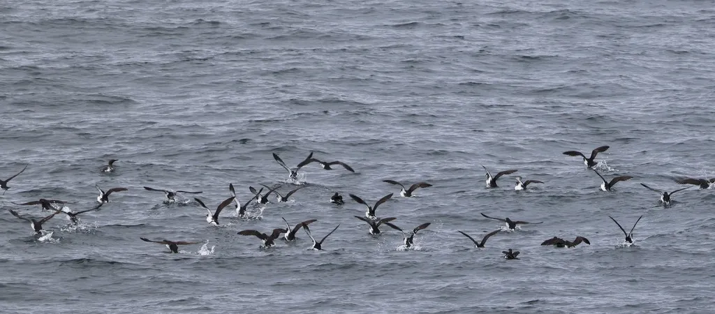 大西洋鹱(Puffinus puffinus)