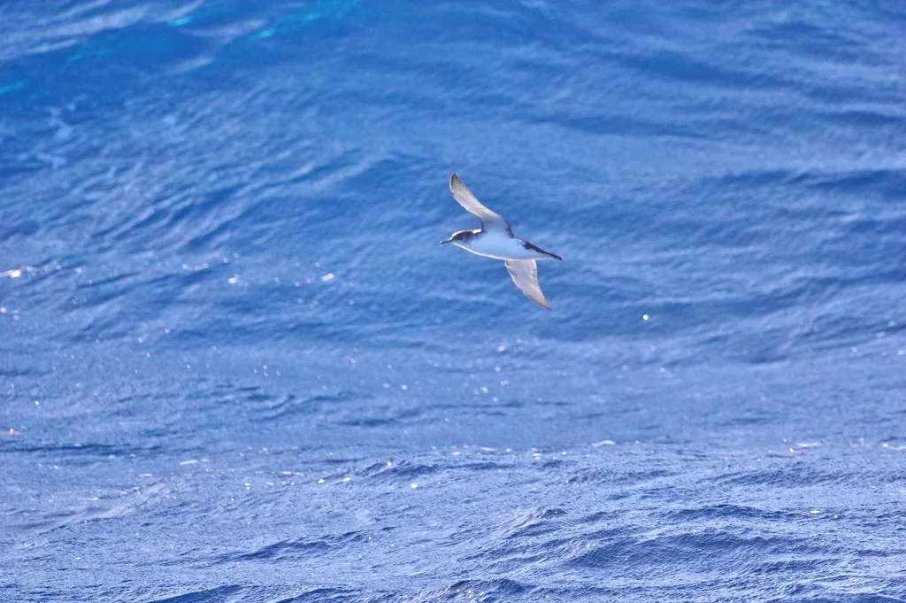 大西洋鹱(Puffinus puffinus)
