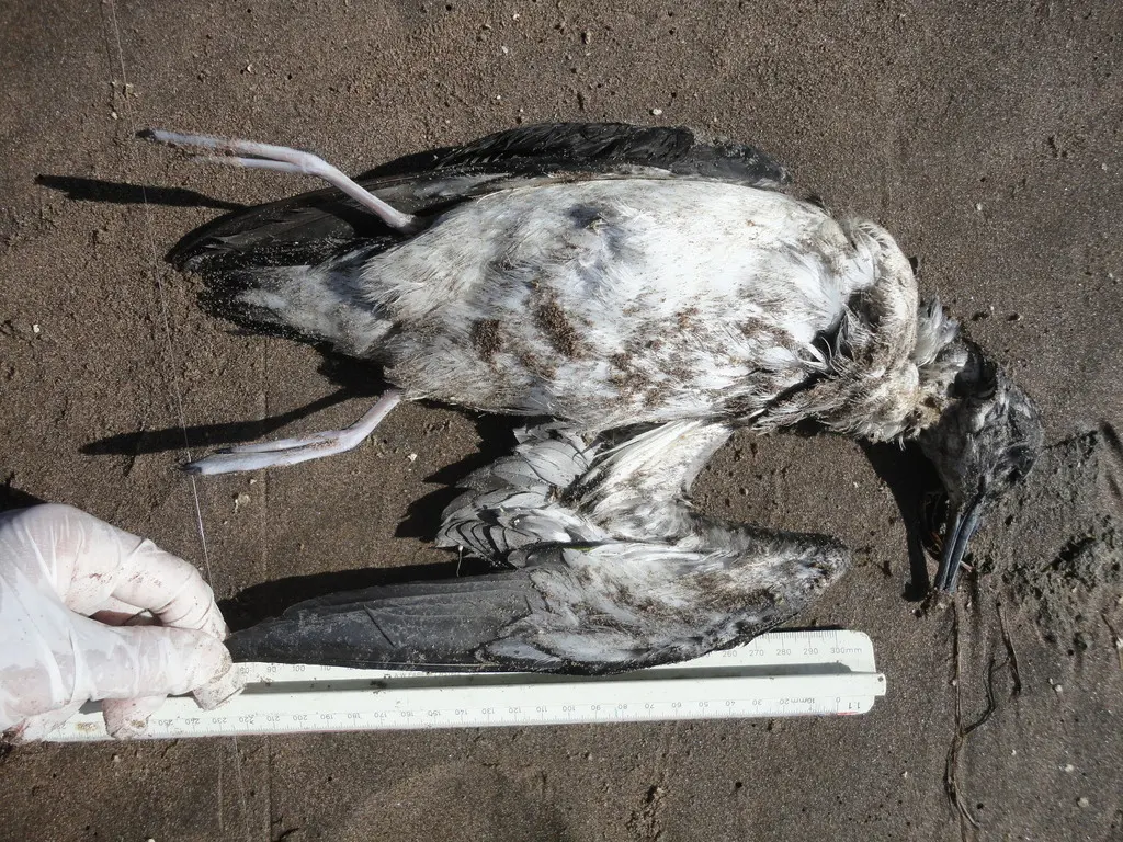 大西洋鹱(Puffinus puffinus)