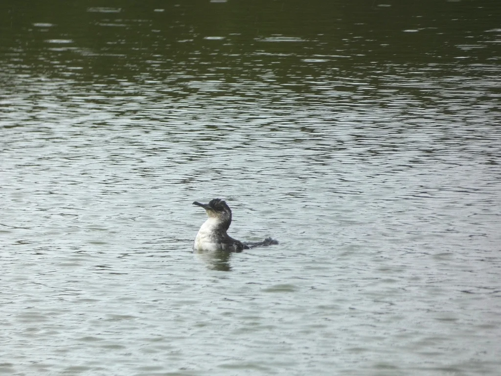大西洋鹱(Puffinus puffinus)