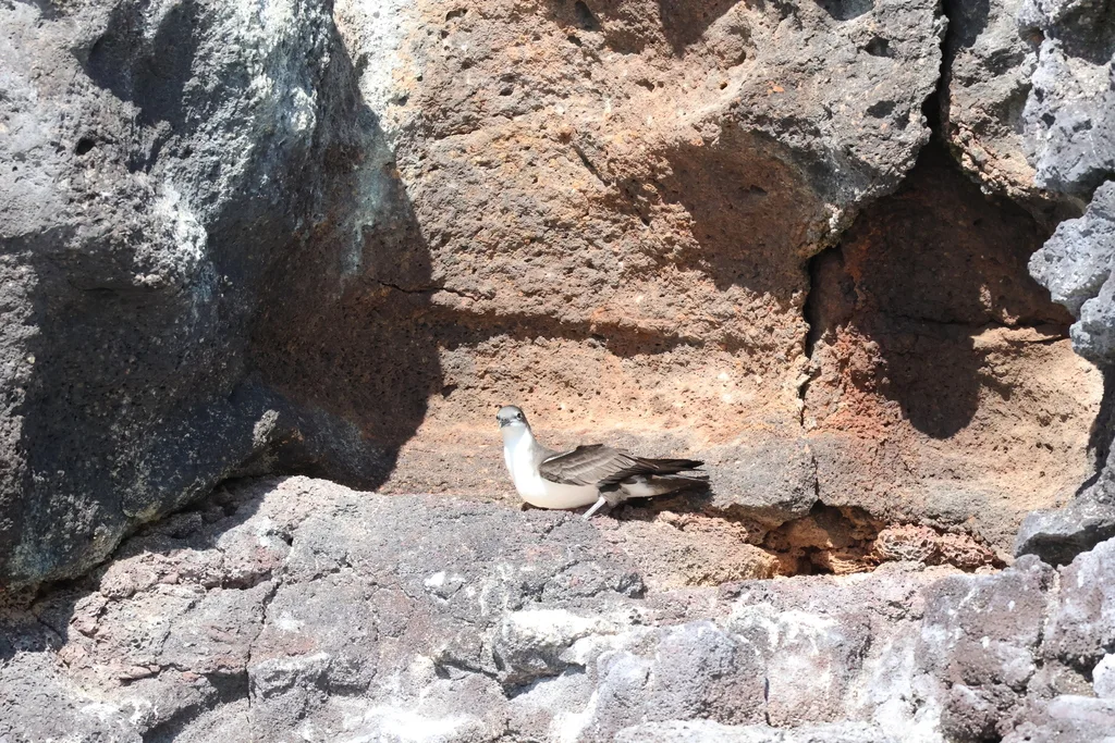 加岛鹱(Puffinus subalaris)