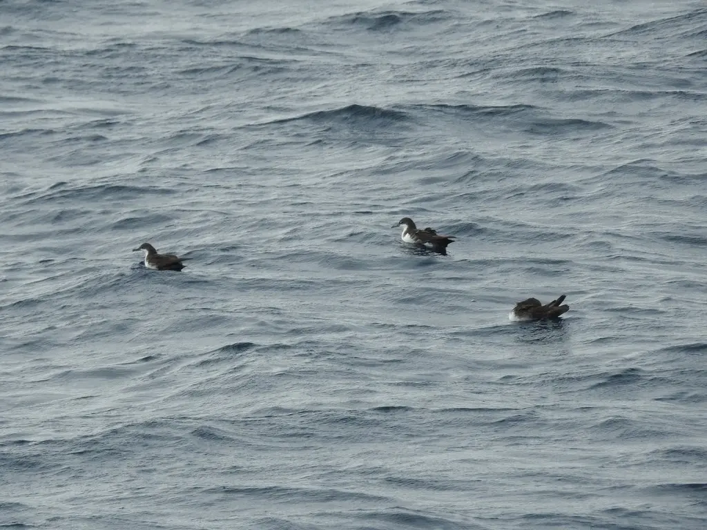 加岛鹱(Puffinus subalaris)