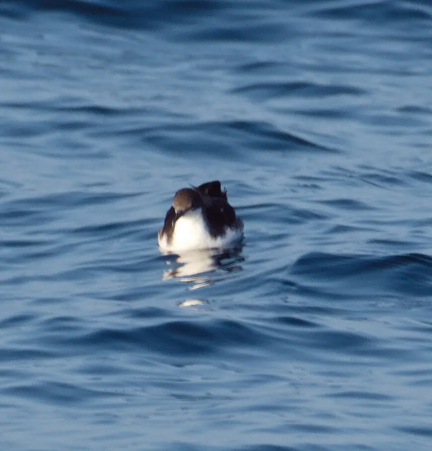 加岛鹱(Puffinus subalaris)