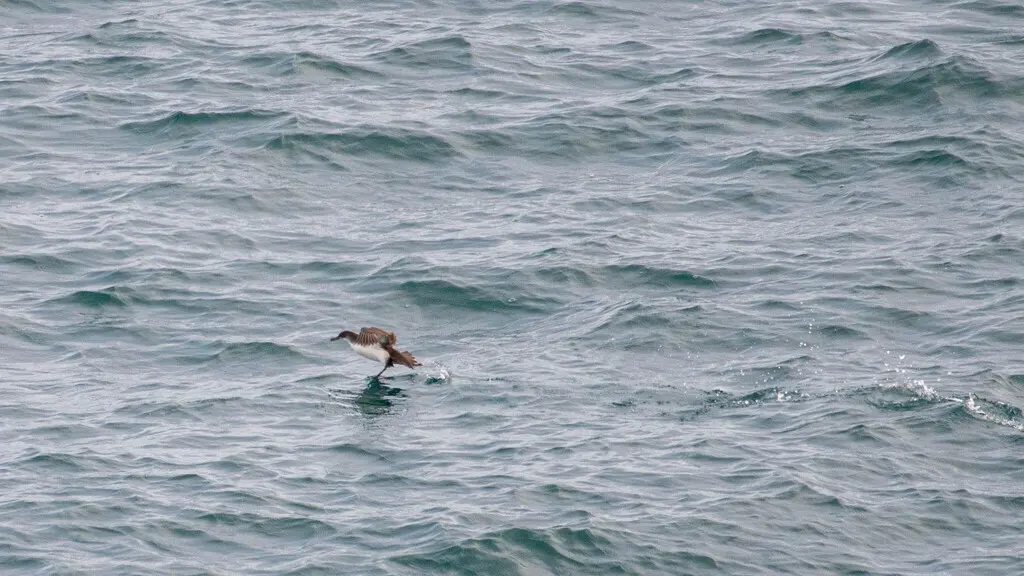 地中海鹱（Puffinus yelkouan）
