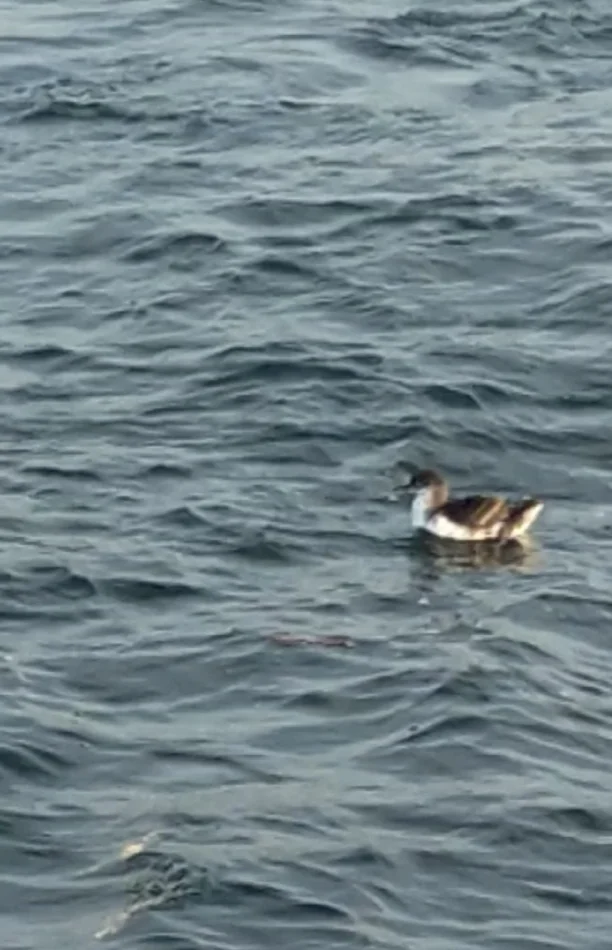 地中海鹱（Puffinus yelkouan）