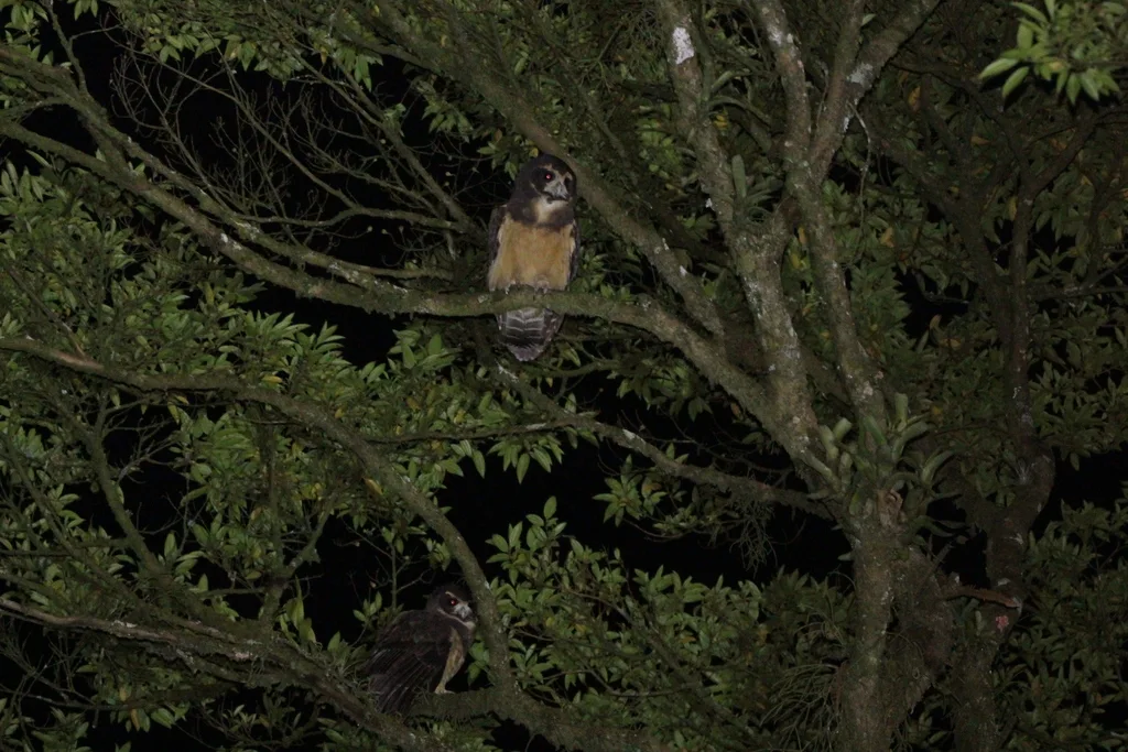 茶眉眼镜鸮(Pulsatrix koeniswaldiana)