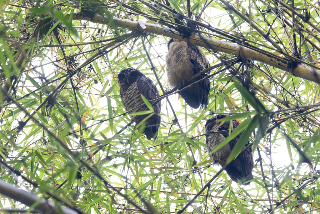 斑腹眼镜鸮(Pulsatrix melanota)