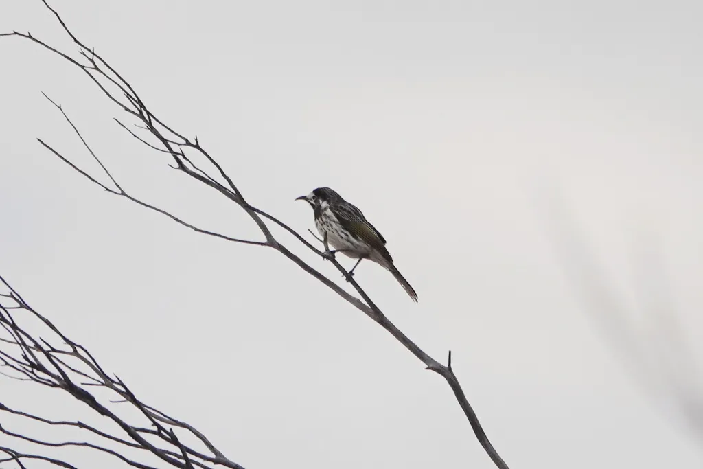 白额澳蜜鸟(Purnella albifrons)